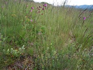 Kyslomilný porast tvorený Festuca valesiaca, Steris viscaria a druhov Cruciata pedemontana, Potentilla argentea, Poa bulbosa, Trifolium arvense.
