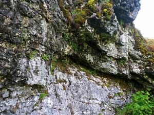 skalná stena s druhmi
