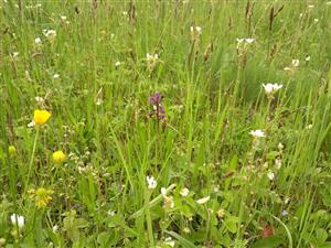 Orchis morio, Saxifraga bulbifera v poraste Lk1 s Anthoxanthum odoratum