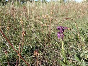 Orchis morio v poraste 