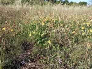 Astragalus austriacus v poraste Tr2