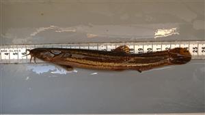 Misgurnus fossilis