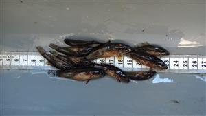 Umbra krameri