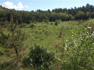 Západná lúka zarastená náletom a vysadenými drevinami - najmä borovicami