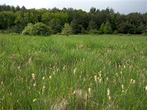 Stredná lúka s porastom kvitnúceho Carex tomentosa