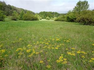 Suchšia časť lúky (strednej) s populáciou Euphorbia cyparissias