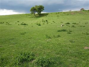 Intenzívny pasienok s nedopaskami nitrofilných druhov (žihľava)