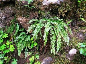 Taxón Asplenium viride Huds.