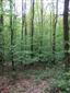 Eurosibírske dubové lesy na spraši a piesku (22.5.2021)