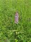 Suchomilné travinnobylinné a krovinové porasty na vápnitom podloží (*dôležité stanovištia Orchideaceae) (13.6.2021)