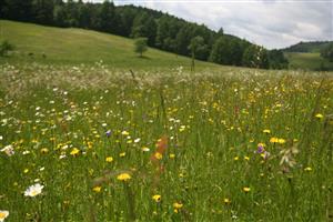 Záber na časť biotopu