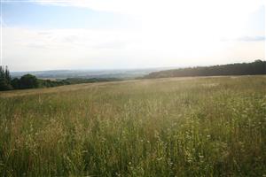Celkový pohľad na biotop smerom na Z