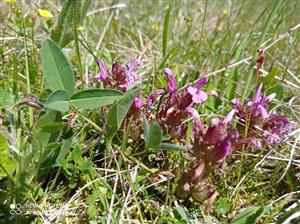 Pedicularis sylvatica