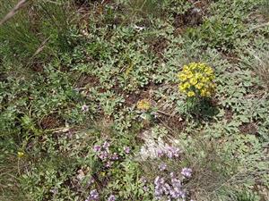 Detail porastu s Festuca valesiaca, Potentilla arenaria, Tithymalus cyparissias a Thymus praecox