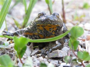 bombina variegata