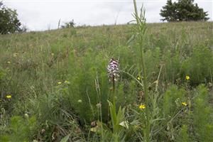 Orchis purpurea v poraste Adonis vernalis