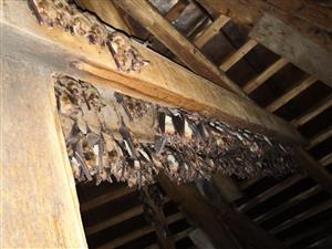 pohľad na časť letnej kolônie Myotis myotis v lodi povale kostola Jalovec