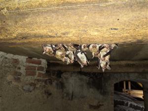 niekoľko exemplárov Myotis myotis pri vstupe na loď a vežu kostola
