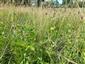Suchomilné travinnobylinné a krovinové porasty na vápnitom podloží (*dôležité stanovištia Orchideaceae) (5.6.2021)