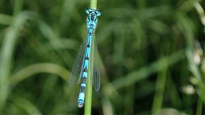 samec Coenagrion ornatum