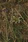 Druh Allium paniculatum rastie na hranici TML 