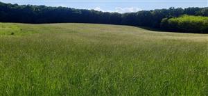 časť lokality s vyšším podielom Poa pratensis 