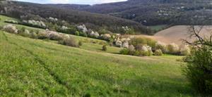 severná časť nekosenej časti Ištvičov