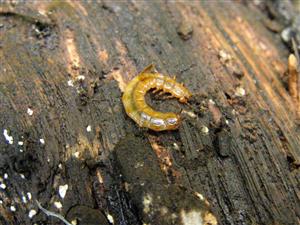 larva Cucujus cinnaberinus