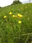 Linum flavum v poraste Tr1