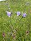 Linum hirsutum subsp. glabrescens v poraste