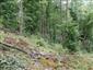 Lipovo-javorové sutinové lesy (3.7.2021)