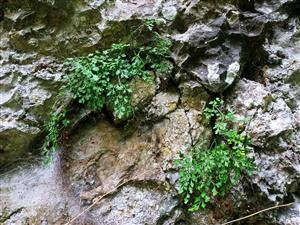Asplenium ruta - muraria