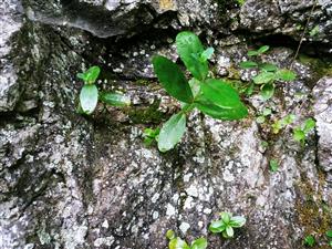 Hylotelephium maximum