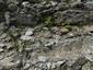 Karbonátové skalné sutiny alpínskeho až montánneho stupňa (13.8.2021)