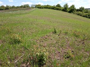 Južná časť TML - pooraná a mulčovaná