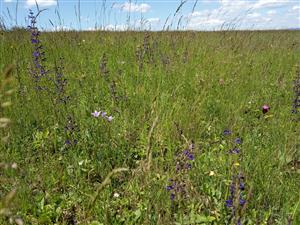 Detail porastu kosnej lúky so Salvia pratensis, Campanula patula, Fragaria viridis a Dianthus carthusianorum