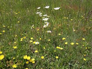Detail porastu kosnej lúky s Leucanthemum vulgare a Pilosella officinarum
