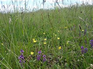Detail porastu kosnej lúky s Pilosella officinarum a Polygala comosa