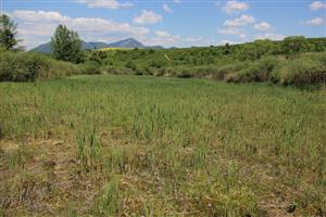 prevažná väčšina lokality je zarastená trstinou