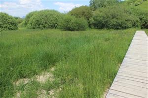 Pohľad na dnes už bývalú slatinu v prednej časti lokality, pri minerálnom prameni