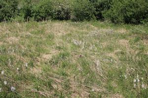 detailný záber na zarastenú časť