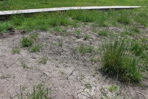 poškodený vegetačný kryt v súvislosti s výstavbou chodníka k prameňu, už druhého v ostatných rokoch