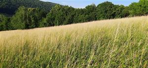 západná časť lokality, U Tomanov