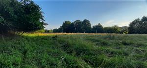 zarastená severozápadná časť lokality, veľmi degradovaný vlhčí arrhenatherion, nekosí sa tu a častá je mentha logiflia, conium, symphythum, urtica či calystegia sepium