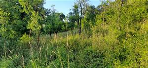 zarastená severozápadná časť lokality najbližšie cesty 581, veľmi degradovaný vlhčí arrhenatherion, nekosí sa tu a jedná sa o zarastajúci rozvoľnený sad