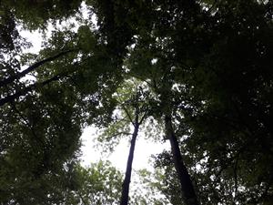 Koruny