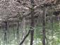 Lipovo-javorové sutinové lesy (17.7.2021)