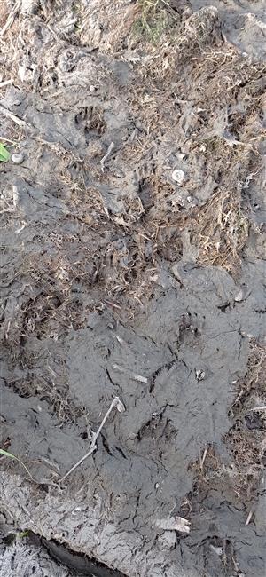 TML Parížske močiare, čerstvé stopy Lutra lutra, bahnitý nános, foto: 1.7.2021, J.Lengyel