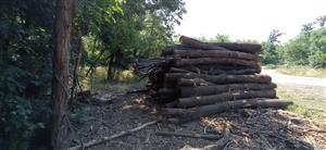 pohľad na TML Leliansky les, drevoskládka, Bajtava (foto: 8.7.2021, J.Lengyel).