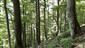 Lipovo-javorové sutinové lesy (19.6.2021)